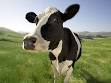 cowbie