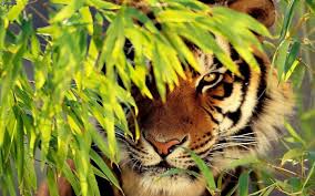 tomcat