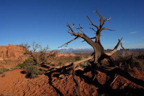 StrangeTree
