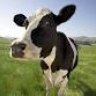 cowbie