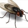 Redfly