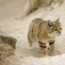 catcat