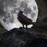 Agent Nevermore