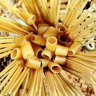 DrNoodle