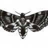 Ghost Moth