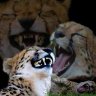 Ketamine Cat