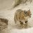 catcat