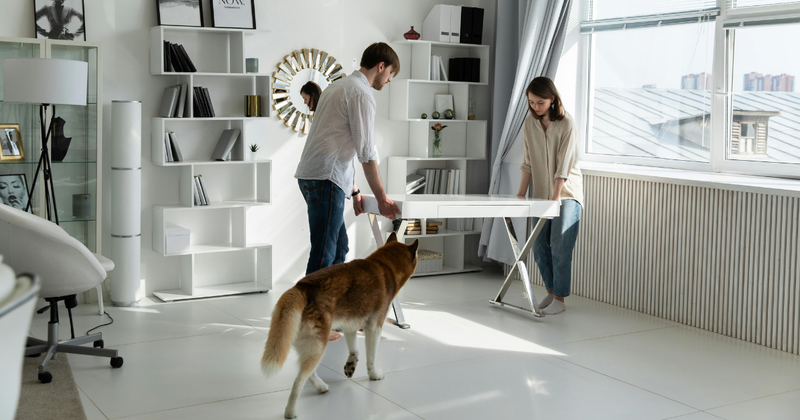 Are you and your pets moving this year?