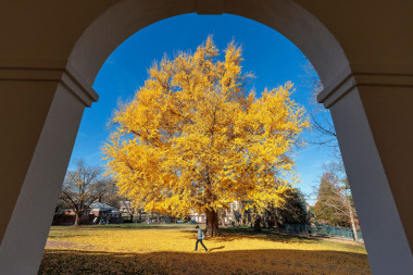 Gingko tree on UVA Grounds