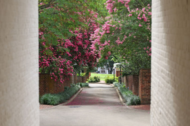 UVA Grounds in the summer