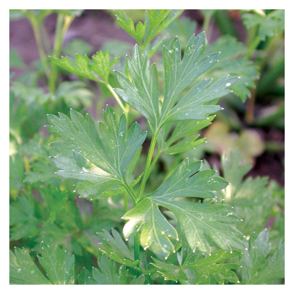 SERO Biodynamic French Parsley Seeds