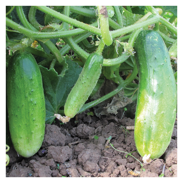 Double Yield Pickling Cucumber Seeds Territorial Seeds