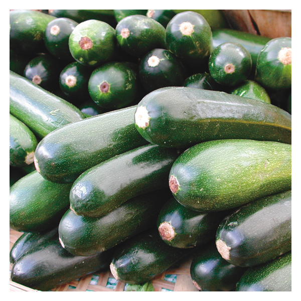 Black Beauty Summer Squash Seeds, Cucurbita pepo