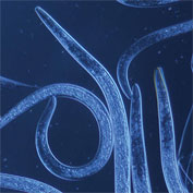 Beneficial Nematodes