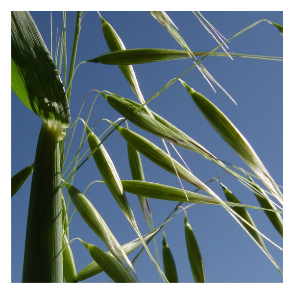 Jerry Oats Cover Crop