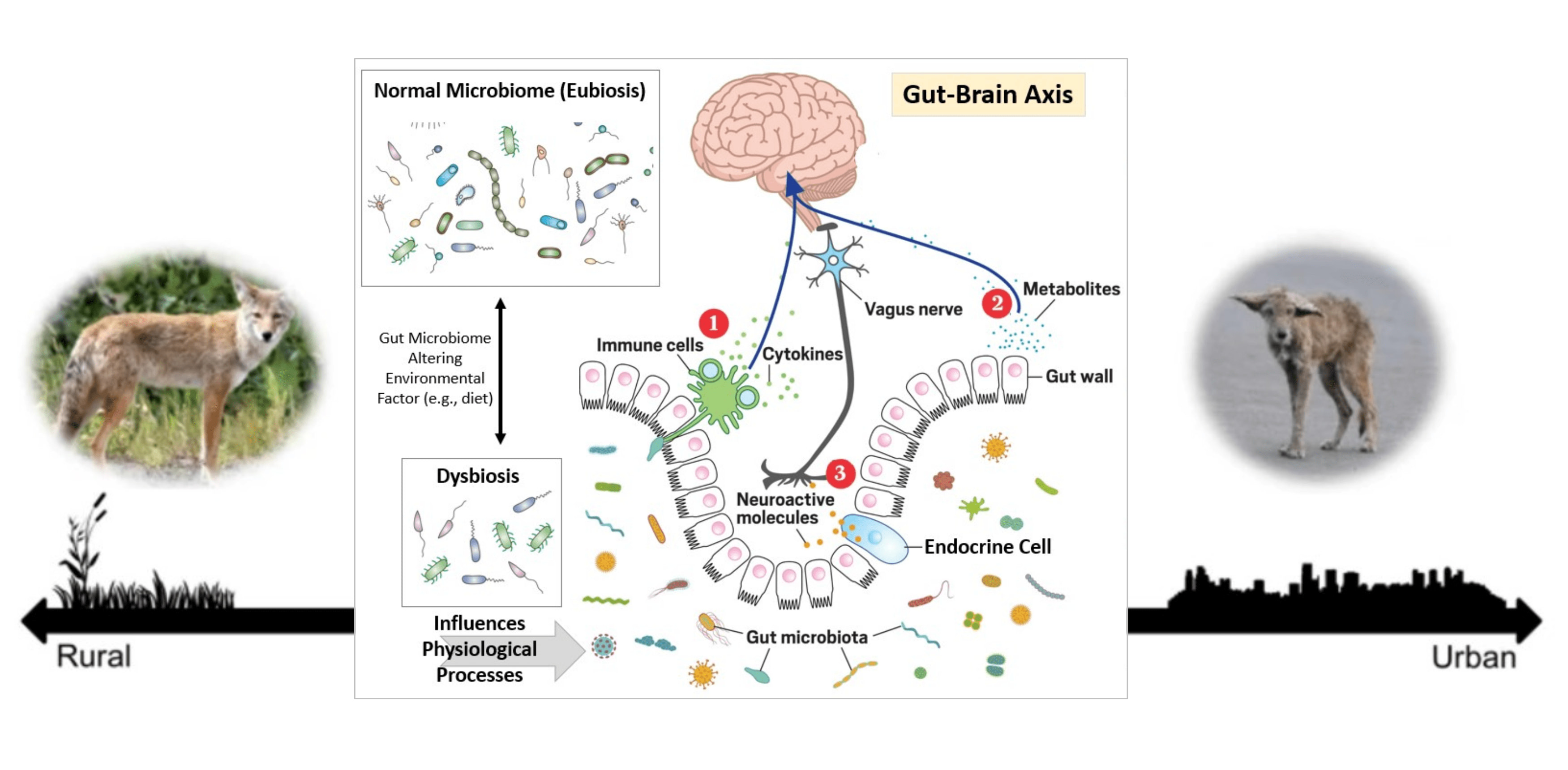 Bacteria to Brains in Backyard Coyotes: An Interdisciplinary Pedagogical Case Study