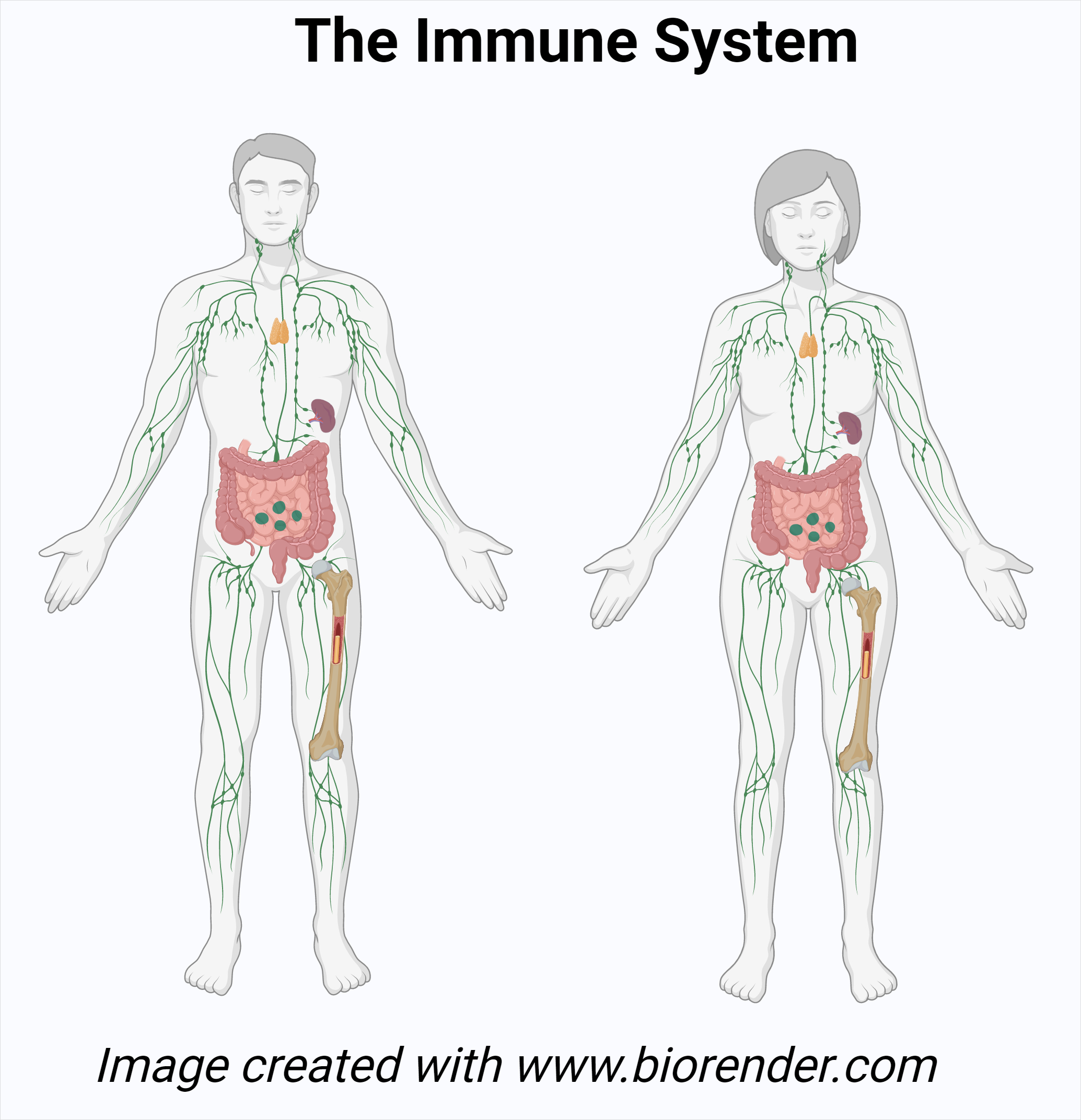 HHMI BioInteractive’s Immune System Resource