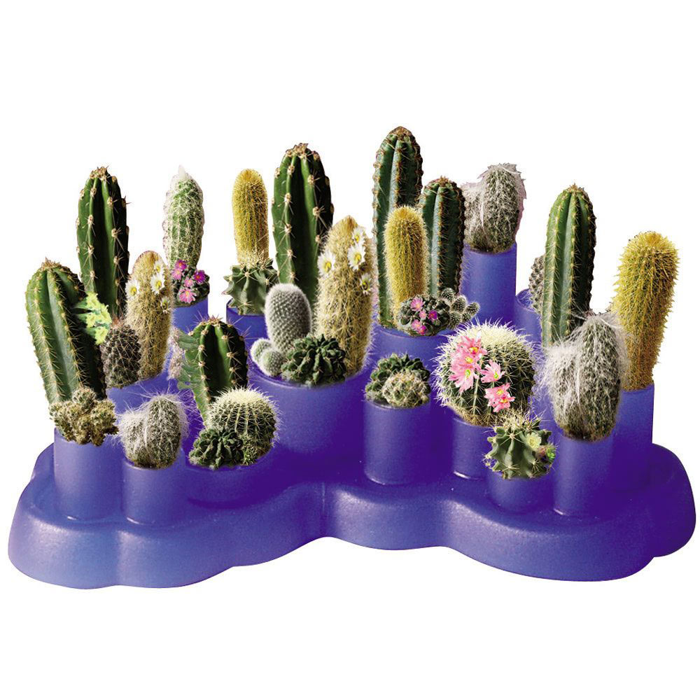 Cactus garden  bits and pieces uk Cactus garden  bits and pieces uk