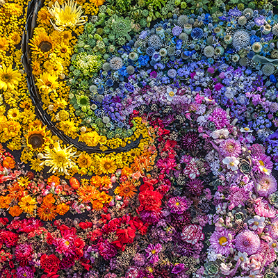 flowers by color in a field