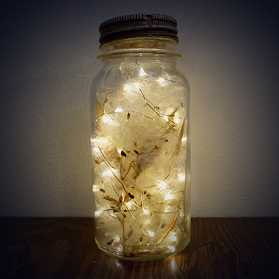 milkweed light