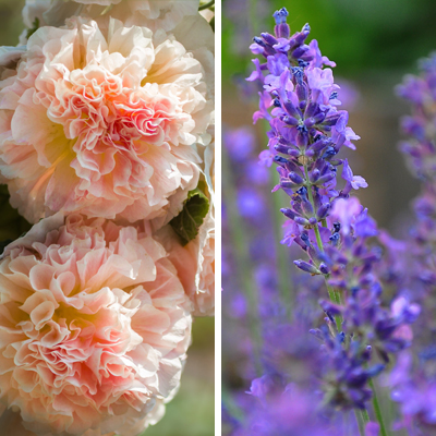 garden sample