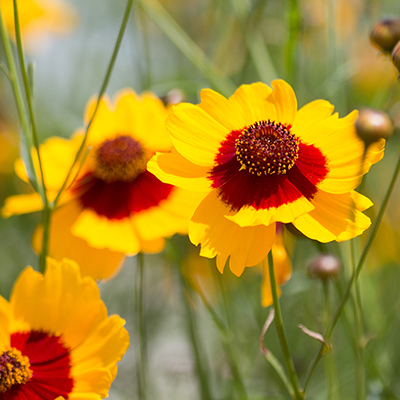 Coreopsis