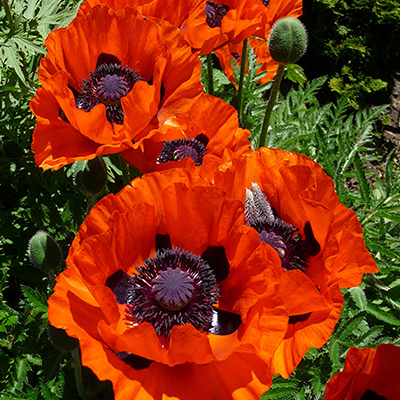 poppies
