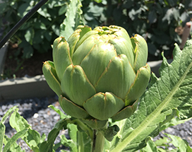 artichoke