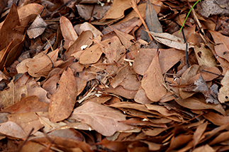 compost brown material