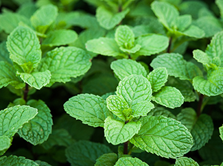 mint