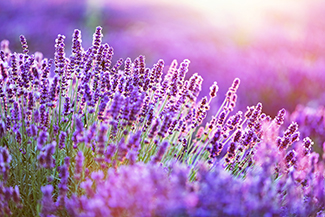 lavender