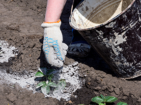 diatomaceous earth