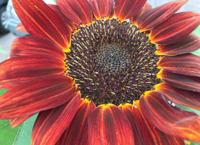 rouge royale sunflower