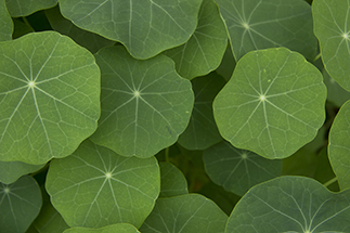 unique nasturtium leaves