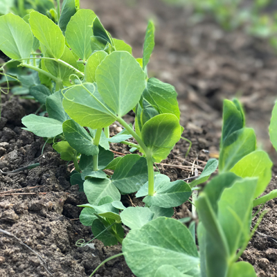 pea shoot