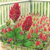 crimson clover