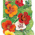 nasturtium jewel blend