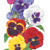 pansy swiss giant