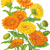 pacific beauty calendula