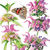 bee balm