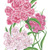 sweet william double blend