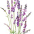 english lavender