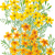 marigold signet
