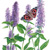 hyssop anise