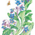 borage