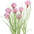 chives