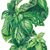 basil italian genovese