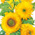 teddy bear sunflower