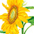 mammoth grey sunflower