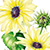 vanilla ice sunflower